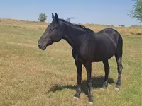 Pastuv, Standardbred — fotografija 7