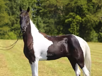 Pastuv, Tennessee Walking Horse — fotografija 6