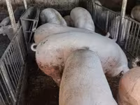नर सूअर, सूअर — फ़ोटो 3