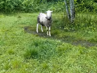 Ovan, Romanov sheep — fotografija 2