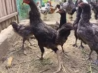 Chickens — الصورة 3