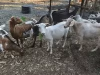Cabra, Nubian Goat — foto 5