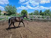Horse (M), Hungarian horse breed — photo 2