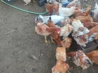 Chickens — Foto 2