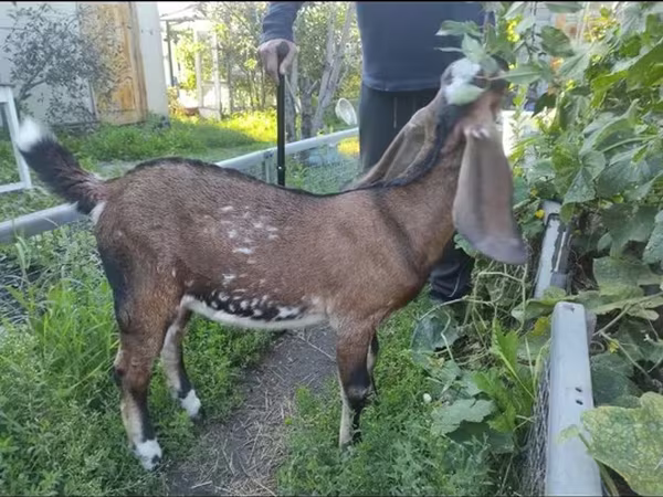 Koza, Beetal goats