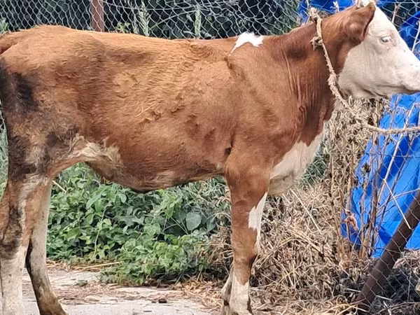 Cow, Simmental cattle