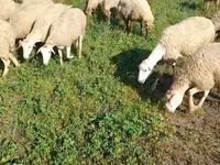Schaf, Karabakh sheep — Foto 3