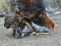 Brahma — foto 7