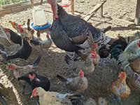 Chickens — 写真 2