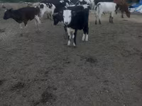 Krava, Russian Black pied cattle — fotografija 1