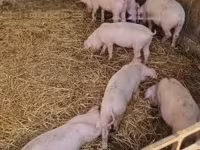Świnie (partia, płeć nieokreślona), Świnie — zdjęcie 1