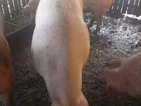 Sow, Pigs — photo 5