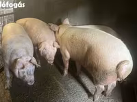 猪（批次，未指定性别）, Крупная белая — 照片 1