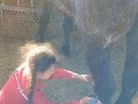 母马, Horses — 照片 2