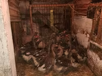 Geese — الصورة 2