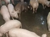 猪（批次，未指定性别）, Pigs — 照片 4
