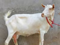Goat, Saanen goat — photo 2