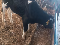 ثور, Simmental cattle — الصورة 7