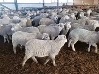 Ovca, Kuibyshev sheep — fotografija 1