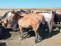 Pastuv, Mugalzhar horse — fotografija 4