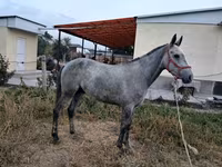 Cheval, Thoroughbred horse — photo 3