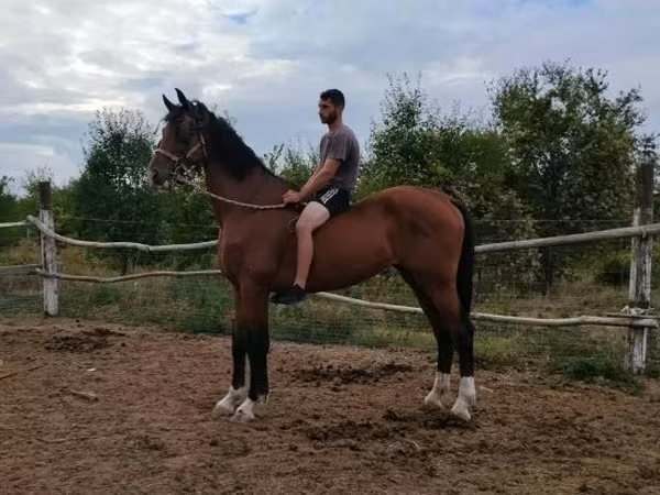 حصان, Dutch warmblood horse