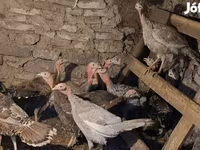 Turkeys — 照片 2
