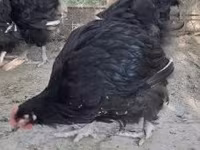 ऑर्पिंग्टन — फ़ोटो 3