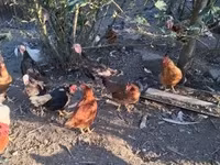 Chickens — foto 8