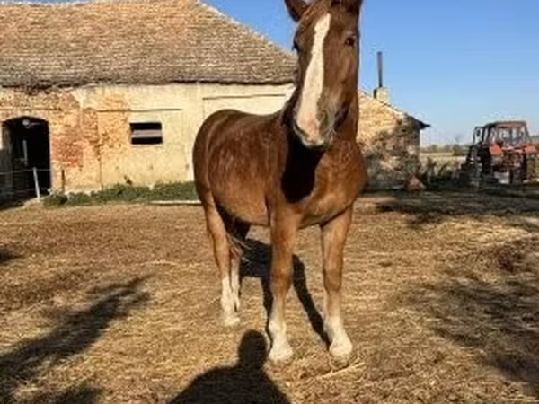 Caballo, Caballos