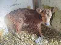 Cow, Limousin cow — photo 4