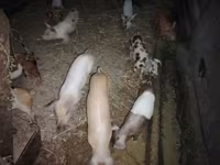 Porcs (lot, sexe non indiqué), Porcs — photo 1