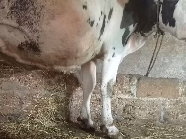 Cattle (batch, sex not specified), Russian Black pied cattle