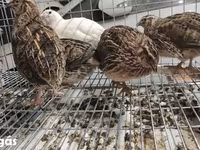 Quails — الصورة 3