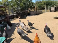 Turkeys — фото 1