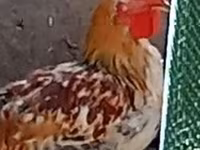Chickens — fotografija 2