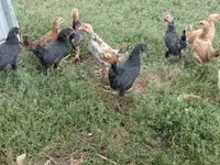 Chickens — foto 4
