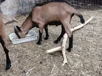 Bode, Alpine goat — foto 3