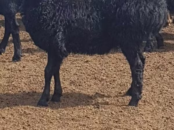 雌羊, Edilbay sheep