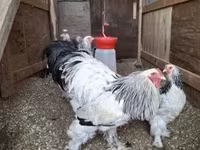 Brahma — Foto 1