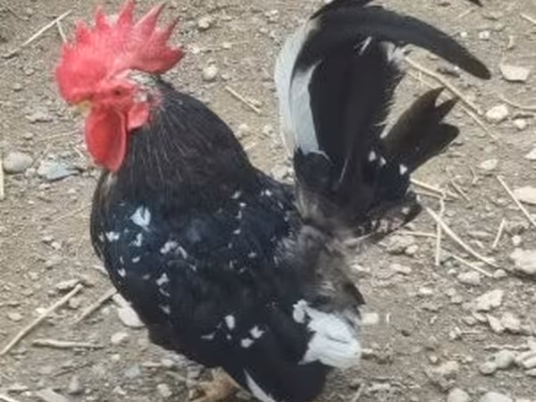 Chickens