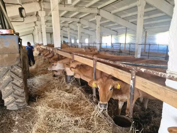 Vaca, Raça Jersey