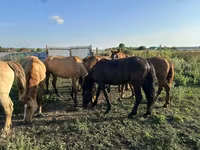 Жылқылар (топ, жынысы көрсетілмеген), Horse breed — 4-сурет