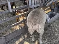 Schaf, Beltex sheep — Foto 3