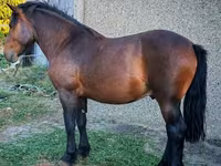 Cheval, Međimurje horse — photo 2