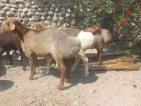 Carneiro, Ovelhas — foto 2