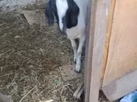 Cabra, Nubian Goat — foto 1