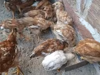 Chickens — Foto 1