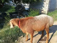 Ovan, Agin sheep — fotografija 2