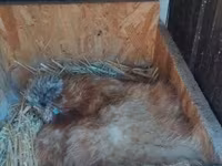 Silkie — zdjęcie 7
